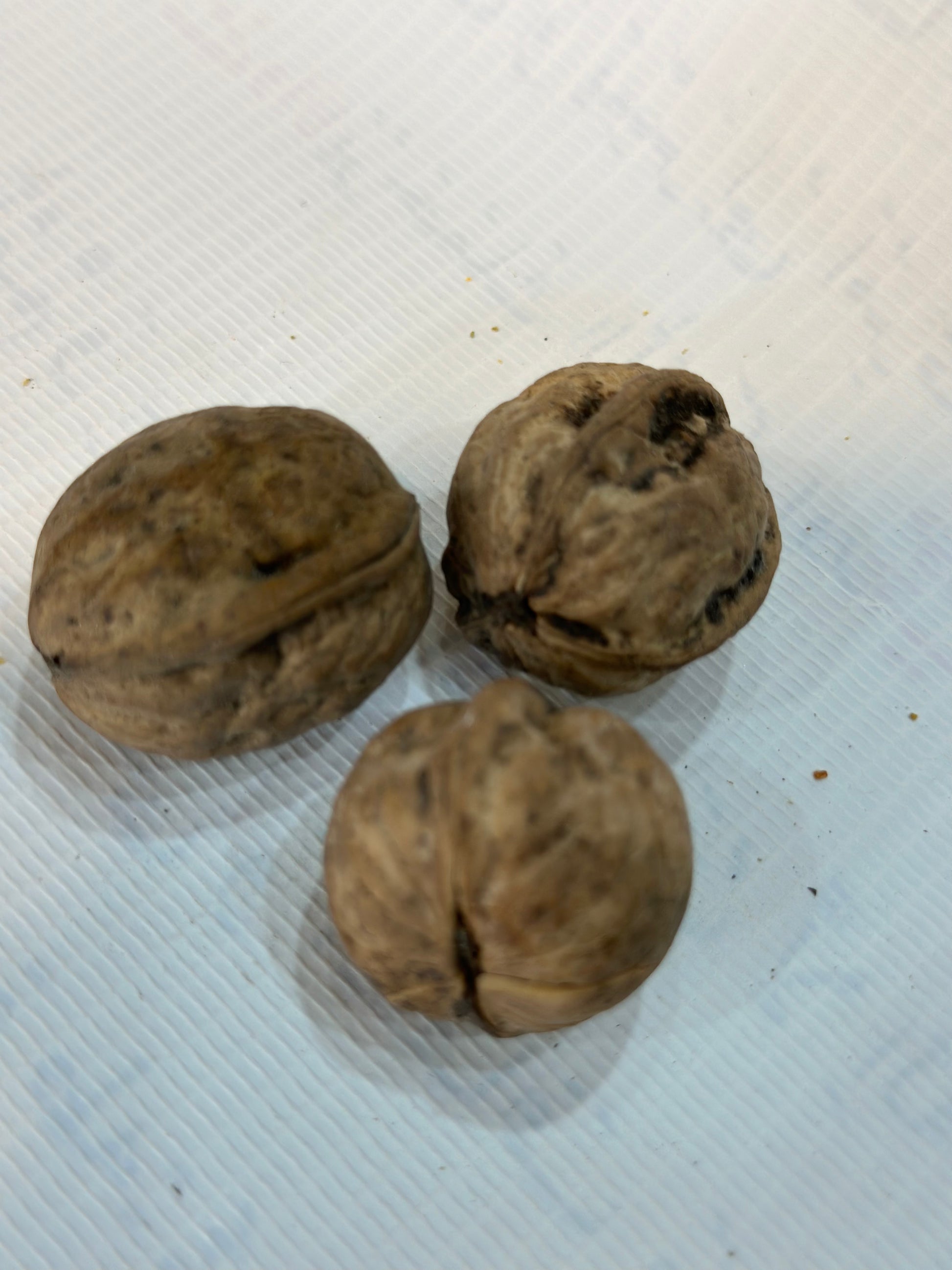 Desi Walnuts from Gilgit-Baltistan dry deilsh